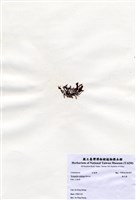 藏品(軟毛藻)的圖片